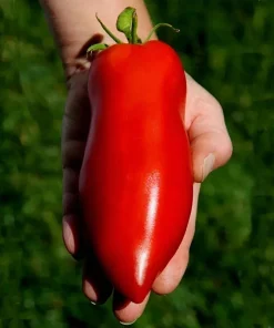 Heirloom Super Italian Paste Tomato Seeds - 100 Seeds - Large 6-10 oz Fruit - High Yield - Image 3