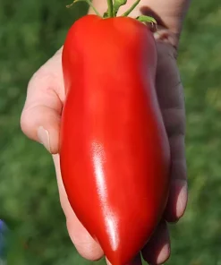 Heirloom Super Italian Paste Tomato Seeds - 100 Seeds - Large 6-10 oz Fruit - High Yield - Image 1