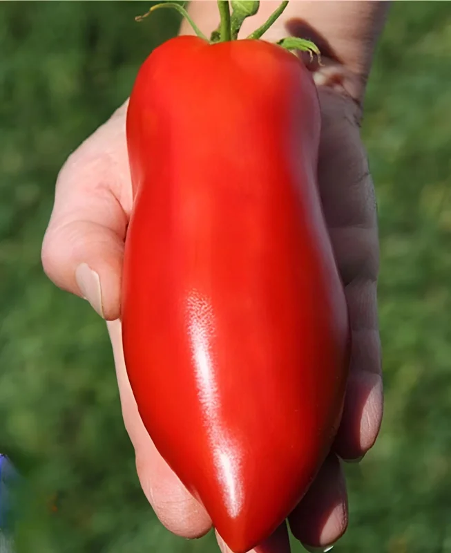 Heirloom Super Italian Paste Tomato Seeds - 100 Seeds - Large 6-10 oz Fruit - High Yield - Image 1