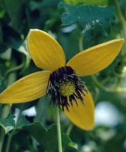Helios Tangutica Clematis Live Plant – Best Yellow – 2.5 Inch Pot – Outdoor Vine - Image 2