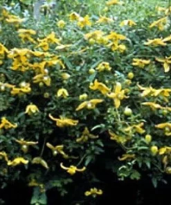 Helios Tangutica Clematis Live Plant – Best Yellow – 2.5 Inch Pot – Outdoor Vine - Image 3