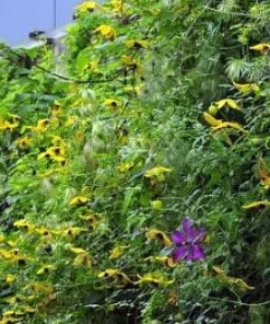 Helios Tangutica Clematis Live Plant – Best Yellow – 2.5 Inch Pot – Outdoor Vine - Image 4