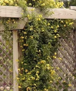 Helios Tangutica Clematis Live Plant – Best Yellow – 2.5 Inch Pot – Outdoor Vine - Image 5