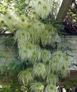 Helios Tangutica Clematis Live Plant – Best Yellow – 2.5 Inch Pot – Outdoor Vine - Image 6