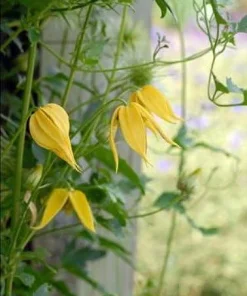 Helios Tangutica Clematis Live Plant – Best Yellow – 2.5 Inch Pot – Outdoor Vine - Image 7