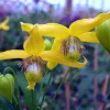 Helios Tangutica Clematis Live Plant – Best Yellow – 2.5 Inch Pot – Outdoor Vine - Image 1
