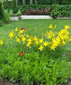 Hemerocallis Citrina Tall Yellow Daylily - Fragrant Night-Blooming Bare Root Plant - Image 2