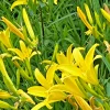 Hemerocallis Citrina Tall Yellow Daylily - Fragrant Night-Blooming Bare Root Plant - Image 1