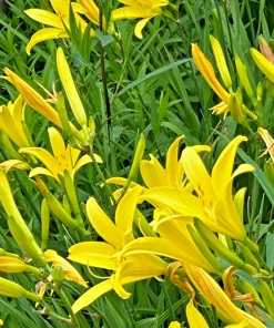 Hemerocallis Citrina Tall Yellow Daylily - Fragrant Night-Blooming Bare Root Plant - Image 1