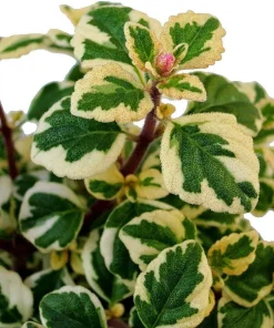 Hemizygia Kandy Kisses Live Plant - 2.5 inch Pot - Lavender Pink Flowers - Image 2