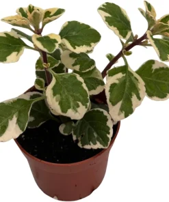 Hemizygia Kandy Kisses Live Plant - 2.5 inch Pot - Lavender Pink Flowers - Image 3