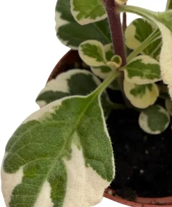 Hemizygia Kandy Kisses Live Plant - 2.5 inch Pot - Lavender Pink Flowers - Image 4