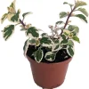 Hemizygia Kandy Kisses Live Plant - 2.5 inch Pot - Lavender Pink Flowers - Image 1