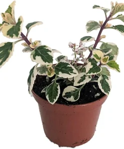 Hemizygia Kandy Kisses Live Plant - 2.5 inch Pot - Lavender Pink Flowers - Image 1