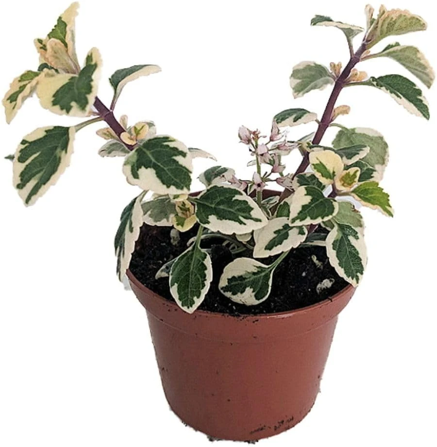 Hemizygia Kandy Kisses Live Plant - 2.5 inch Pot - Lavender Pink Flowers - Image 1