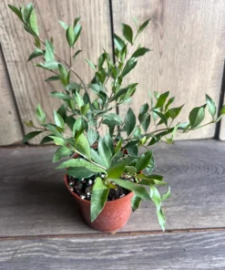Henna Plant in 4" Lawsonia inermis, Live Plant , Dye Plant, Fragrant Flowering Shrub - Image 2