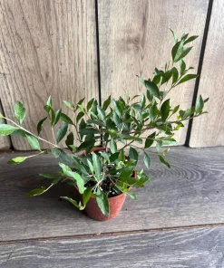Henna Plant in 4