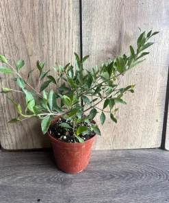 Henna Plant in 4