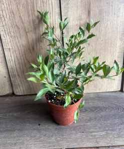 Henna Plant in 4