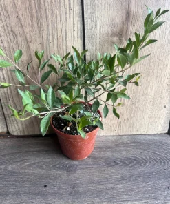 Henna Plant in 4