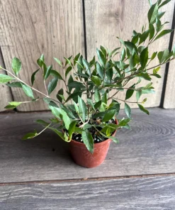 Henna Plant in 4