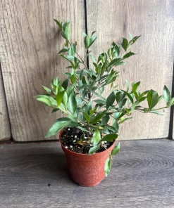 Henna Plant in 4