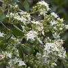 Henna Plant in 4" Lawsonia inermis, Live Plant , Dye Plant, Fragrant Flowering Shrub - Image 1