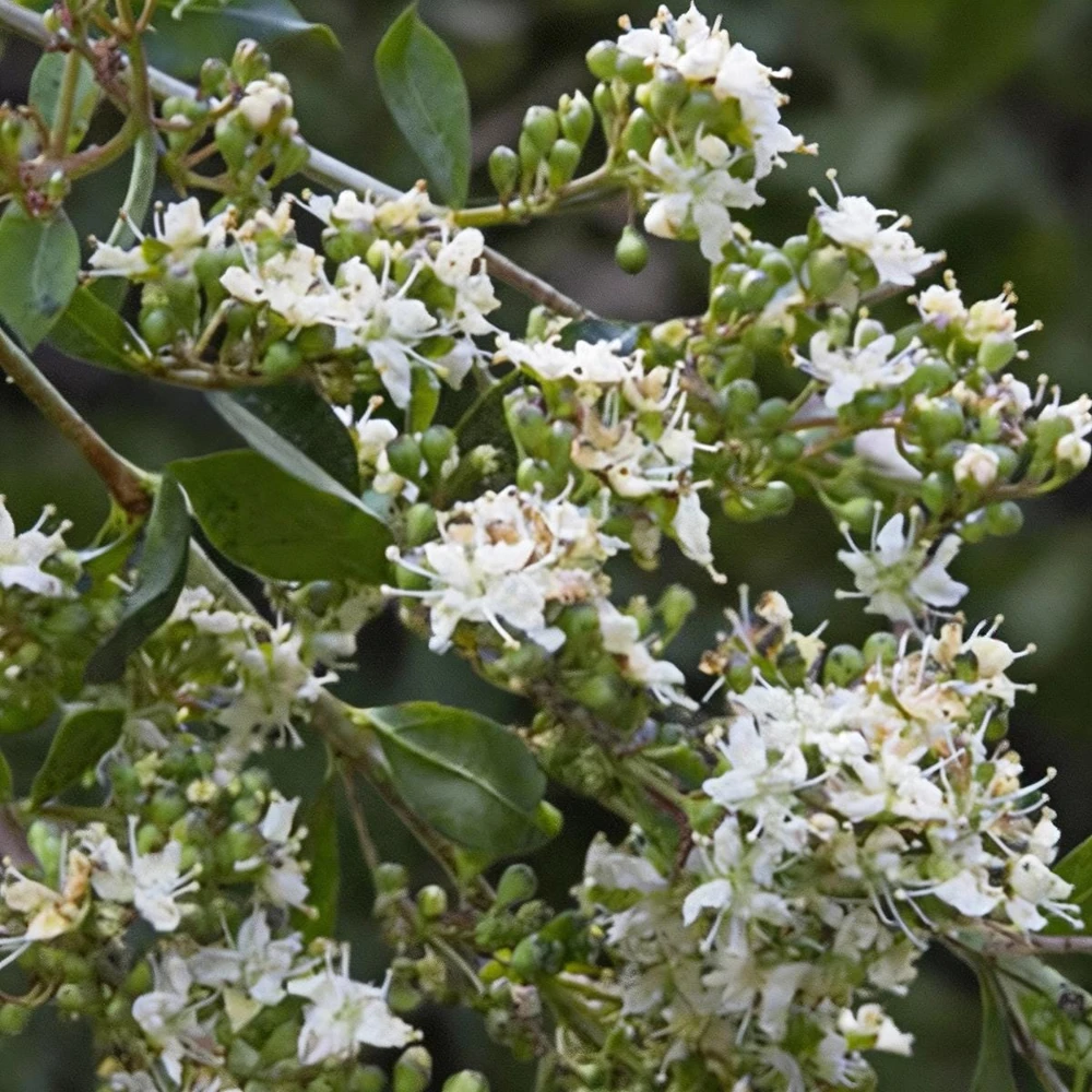 Henna Plant in 4" Lawsonia inermis, Live Plant , Dye Plant, Fragrant Flowering Shrub - Image 1