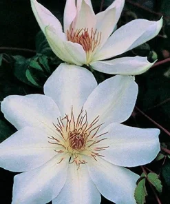 Henryi Clematis Vine – Pure White Flowers – Live Plant – 2.5 inch Pot – Outdoor - Image 2