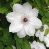 Henryi Clematis Vine – Pure White Flowers – Live Plant – 2.5 inch Pot – Outdoor - Image 1
