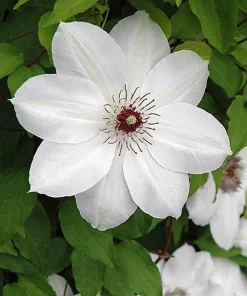 Henryi Clematis Vine – Pure White Flowers – Live Plant – 2.5 inch Pot – Outdoor - Image 1