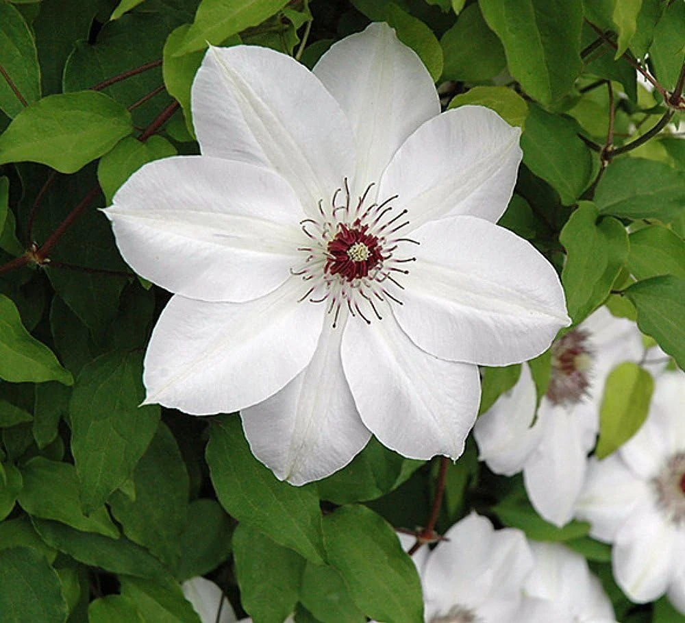 Henryi Clematis Vine – Pure White Flowers – Live Plant – 2.5 inch Pot – Outdoor - Image 1
