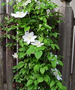 Henryi Clematis Vine – Pure White Flowers – Live Plant – 2.5 inch Pot – Outdoor - Image 3