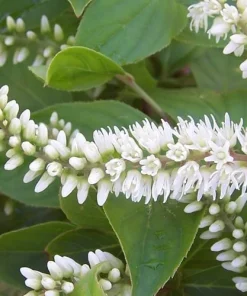Henry's Garnet Virginia Sweetspirea Live Shrub – 4-inch Pot, 6-12 inches Tall, Outdoor - Image 2