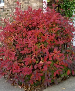 Henry's Garnet Virginia Sweetspirea Live Shrub – 4-inch Pot, 6-12 inches Tall, Outdoor - Image 3