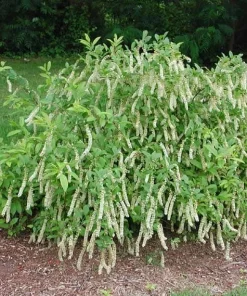 Henry's Garnet Virginia Sweetspirea Live Shrub – 4-inch Pot, 6-12 inches Tall, Outdoor - Image 4