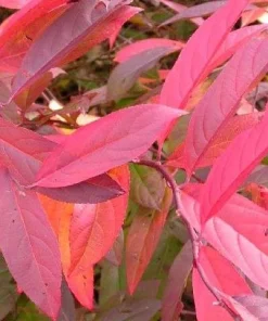 Henry's Garnet Virginia Sweetspirea Live Shrub – 4-inch Pot, 6-12 inches Tall, Outdoor - Image 5