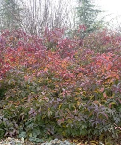 Henry's Garnet Virginia Sweetspirea Live Shrub – 4-inch Pot, 6-12 inches Tall, Outdoor - Image 6