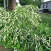 Henry's Garnet Virginia Sweetspirea Live Shrub – 4-inch Pot, 6-12 inches Tall, Outdoor - Image 1