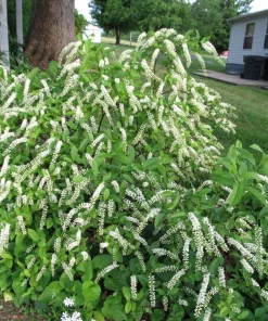 Henry's Garnet Virginia Sweetspirea Live Shrub – 4-inch Pot, 6-12 inches Tall, Outdoor - Image 1