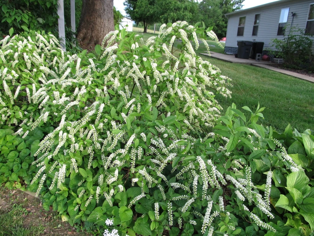 Henry's Garnet Virginia Sweetspirea Live Shrub – 4-inch Pot, 6-12 inches Tall, Outdoor - Image 1