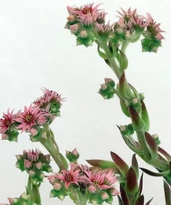 Hens & Chicks Live Succulent Plant Collection - 3 Varieties, 3