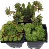 Hens & Chicks Live Succulent Plant Collection - 3 Varieties, 3" Pots, Indoor/Outdoor - Image 1