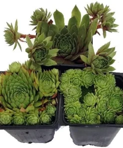 Hens & Chicks Live Succulent Plant Collection - 3 Varieties, 3