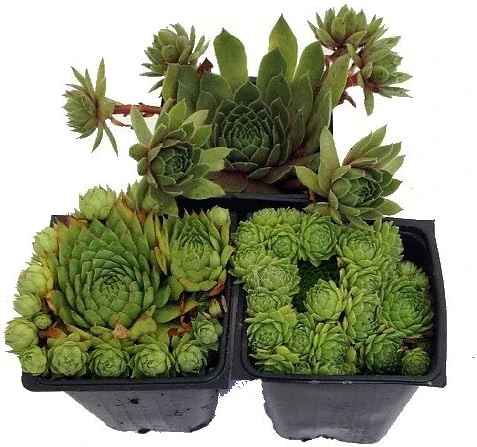 Hens & Chicks Live Succulent Plant Collection - 3 Varieties, 3" Pots, Indoor/Outdoor - Image 1