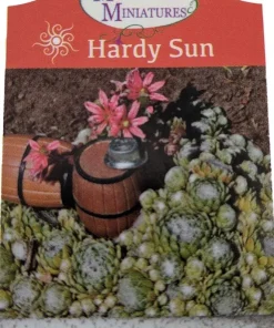 Hens & Chicks Sempervivum Live Plant - Hardy Succulent, 2.5" Pot - Outdoor - Image 2