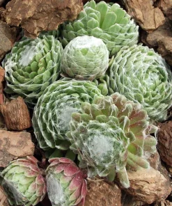 Hens & Chicks Sempervivum Live Plant - Hardy Succulent, 2.5