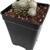 Hens & Chicks Sempervivum Live Plant - Hardy Succulent, 2.5" Pot - Outdoor - Image 1
