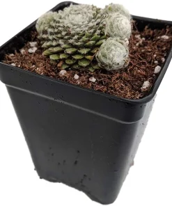 Hens & Chicks Sempervivum Live Plant - Hardy Succulent, 2.5