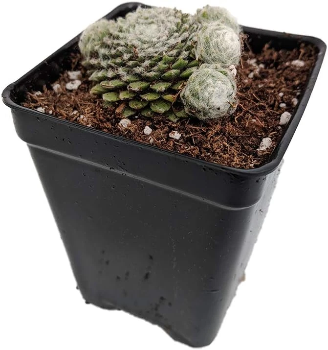 Hens & Chicks Sempervivum Live Plant - Hardy Succulent, 2.5" Pot - Outdoor - Image 1